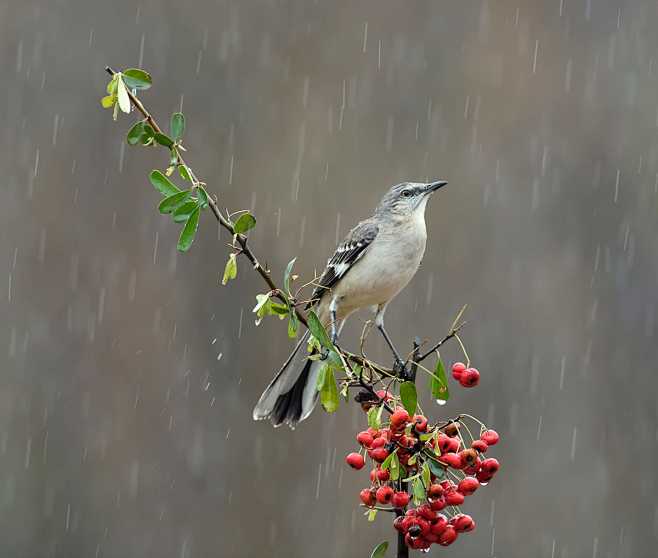 小嘲鸫 Mimus polyglotto...