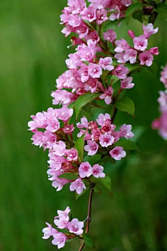 玉岭花采集到花卉