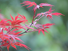 请叫我花仙zi采集到花好月圆