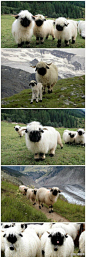 【瓦莱黑鼻羊：我擦嘞怎么能这么萌】瓦莱黑鼻羊（Valais Blacknose），是瑞士瓦莱地区培育出来的一种绵羊： 我擦嘞萌成这样还需要描述吗！大人，您这身白衣裳哪买的？大人，你的月亮哪去了大人？