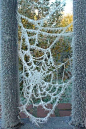 winter web... | ** Magical Winter Wonderland **