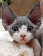 mofumofu / Devon Rex