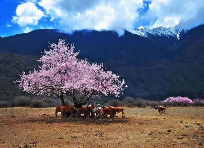 【春季旅行】三月，去雪山下看桃花