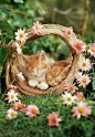 Kitty asleep in her basket, set where the pink daisies grow...