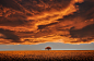 General 1920x1258 nature landscape trees field sunset alone orange clouds horizon