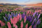 Photograph Lupin Delight by Chris Gin on 500px