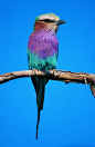 鸟类百科图片-动物图,饮食水果,鸟类百科 #彩鸟#