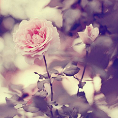 ❀蔷薇❤泡沫❀采集到可爱