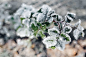 Kaboompics - Detail of leaves covered in frost