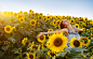 People 3600x2300 women model redhead women outdoors short hair nature field sunflowers smiling looking up blue dress bare shoulders armpits happy sun rays depth of field