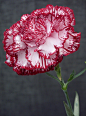 carnation by denela