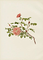 Ellen Willmott Rose Prints 1914 from The Genus Rosa