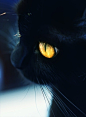 最爱黑猫