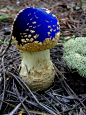 magical mushrooms!