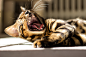 animal-animal-photography-cat-close-up-9aafdb9eaae86c3401444e1d6dbcd1a1.jpg (5184×3456)