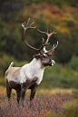 Bull Caribou - Animal -> Por: Angel Catalán Rocher! CLICK -> <a href="http://pinterest.com/AngelCatalan20/boards/" rel="nofollow" target="_blank">pinterest.com/...</a> <- Sígueme!