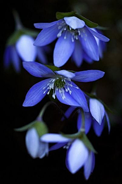 Rain_雨_采集到花堪折时直须折