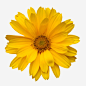 手绘鲜花花卉图案黄色花朵高清素材 手绘鲜花图片 植物花卉 植物花卉素材 背景 背景素材 花朵 花束 鲜花花卉 黄色 免抠png 设计图片 免费下载