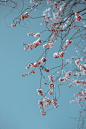 Branch with pink blossom against clear blue sky in Spring