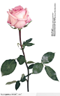 情人节花物语-一支漂亮的粉色玫瑰