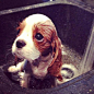 Innocent little puppy taking a bath.. Click the pic for ... | Animals