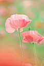 Pink Poppy | Images & Quotes | Pinterest