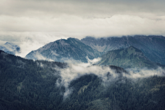 扒手没有手采集到树林 山水森林 背景