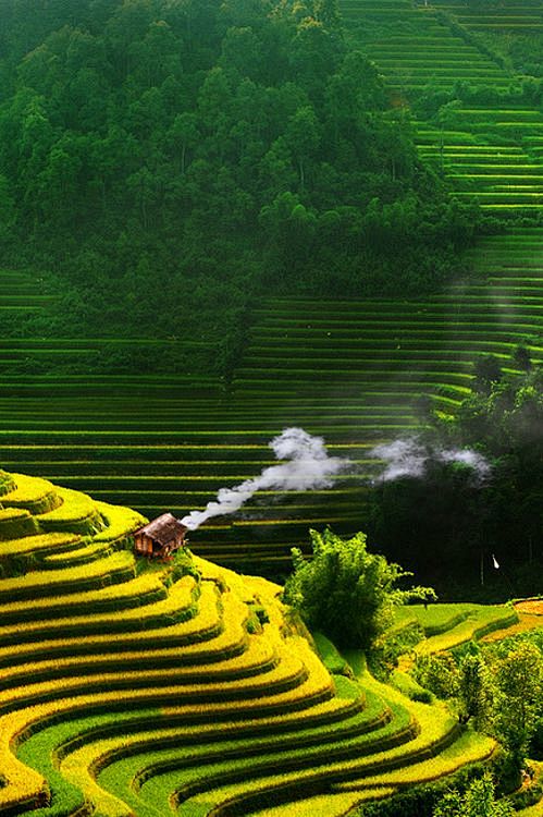 Vietnam rice terrace...