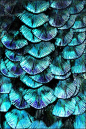 Peacock Plumage, no attributes provided, #ArtOnTap #PurelyInspiration: 