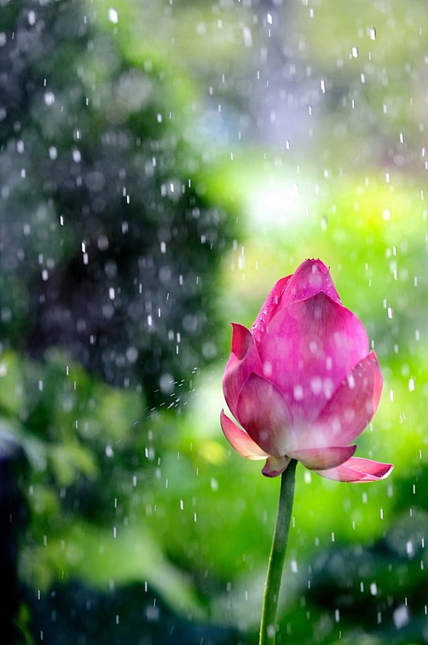 不期的雨珠
 滴落 塘前
 你娇羞的...