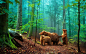 General 1680x1050 bears animals forest