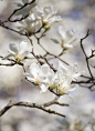 免费 白玉兰花的选择性聚焦摄影 素材图片