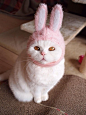 日本网友urabanashi813整理东西时发现了一个自己小时候戴过的兔子帽，于是给自己家的喵星人戴上了，好适合瞬间画风更萌了！
