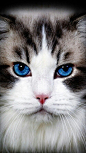 ~ blue eyed beauty ~: www.soupanjun.com #喵星人#
