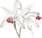 10 Flower Pngs By heykid (9).png