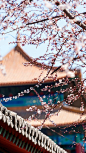故宫博物院的微博_微博<br/>三月三十一日，仲春。此时的杏花，占尽春色。数重冰绡轻著胭脂，十里春风吹作雪……