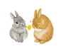 ... <b>rabbit</b> <b>illustrations</b> <b>illustration</b> animals <b>bunny illustrations</b> <b>bunny</b>