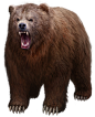 bear PNG