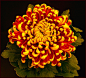 chrysanthemum