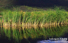 xiaoaogongji采集到明十三陵_夏日水边小景,