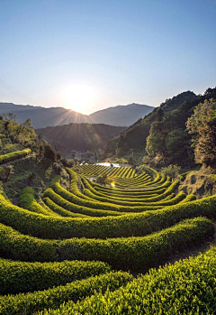 Ailier采集到茶园~茶杯~茶桌~茶花~茶素材