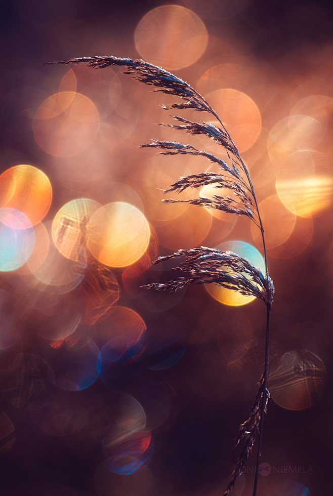 Bokeh : Photo series...