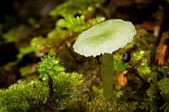 鸡蟹师采集到Mushroom