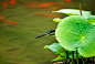 一只绿鹭躲在荷花叶下，窥视着水面，等待捕捉猎物的好时机
窥（Butorides striatus） by 由甲（YOUJIA）  on 500px