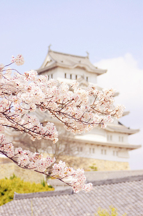 姬路城，日本。开满樱花的时候。天朗气清的...
