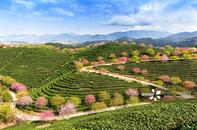 福建漳平永福樱花春季茶园正版图片素材