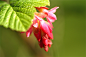 Photograph Ribes by Hennie Clarijs on 500px