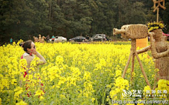 斯玛特小丽采集到森林学校