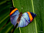 Dead Leaf Butterfly 