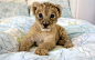 可爱小狮子电脑壁纸  #优质# #动物# #可爱# #萌货大集合#